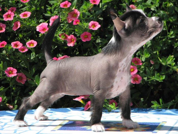 obr�zek: pouta3.jpg; rozli�en�: 700 � 525 px; velikost 90 kB;